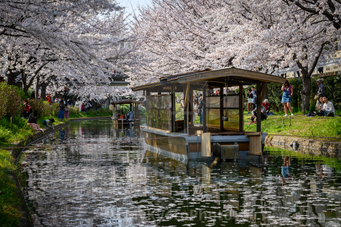 "Cherry blossoms around the Fushimi canal, Kyoto" stock image