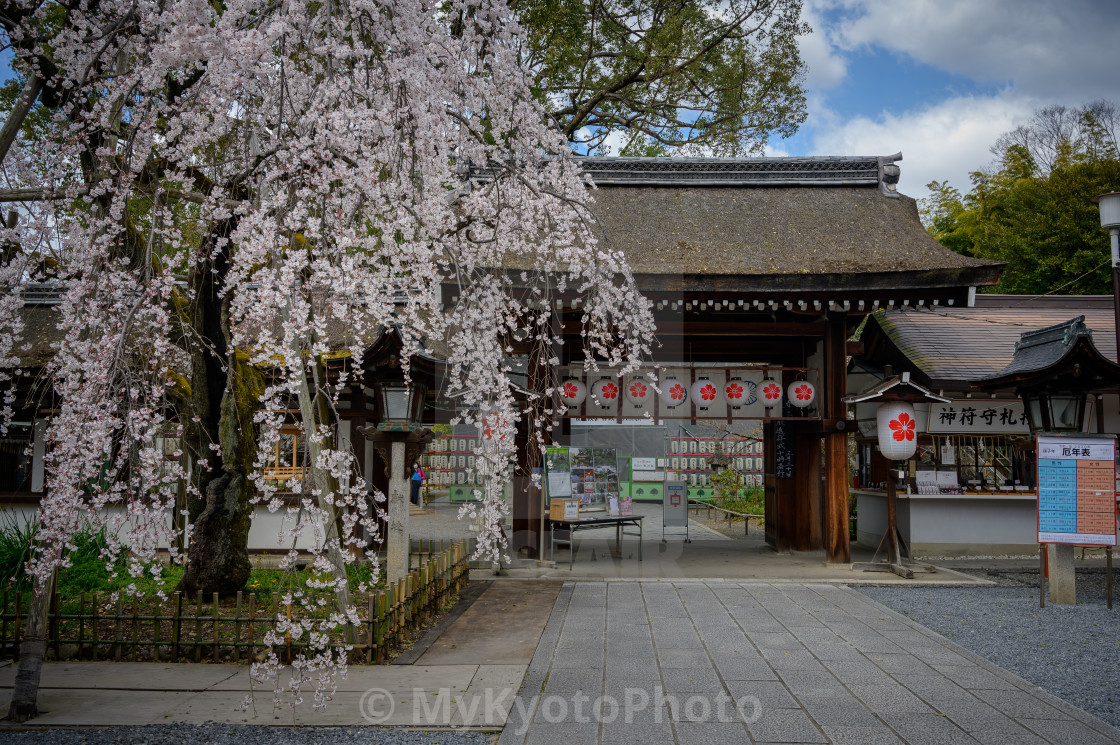 "Cherry blossoms around Hirano Jinja, Kyoto" stock image