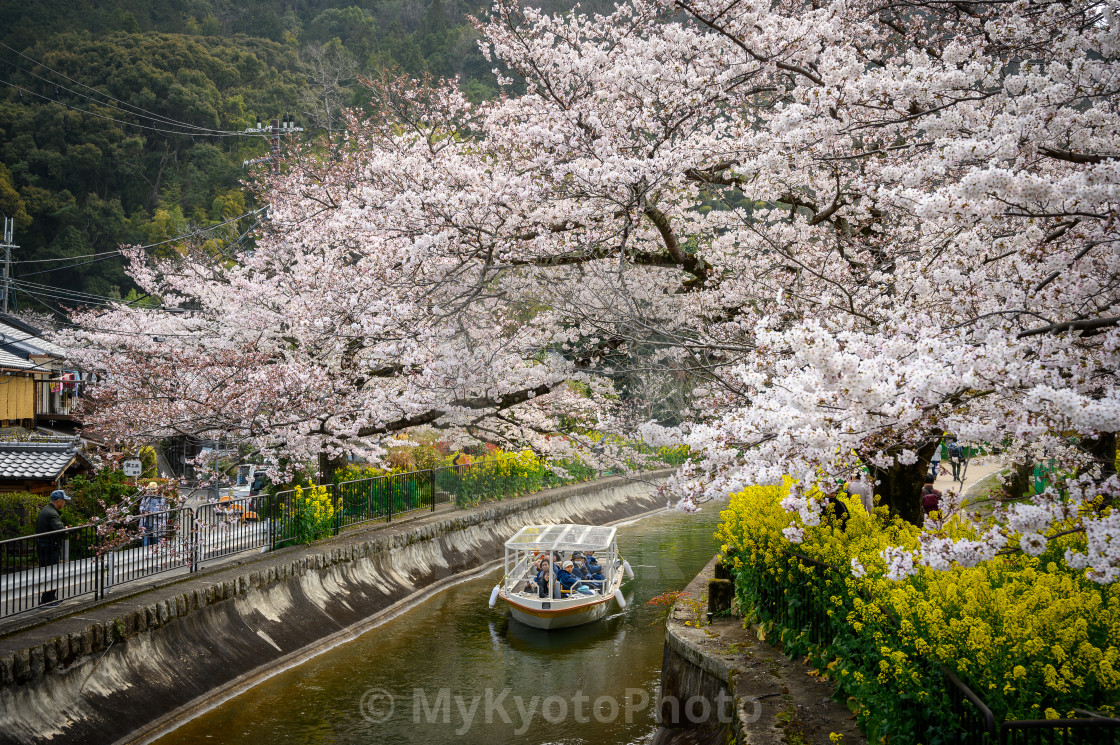 "Cherry blossoms around the canal, Yamashina, Kyoto" stock image