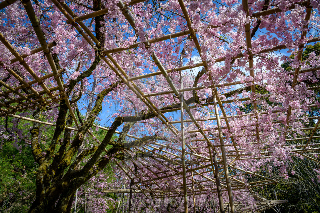 "Cherry blossoms around Heian Jingu Shrine, Kyoto" stock image