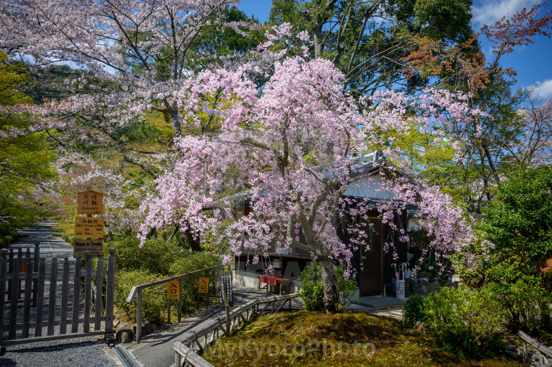 "Nison-in Temple, Arashiyama, Kyoto" stock image