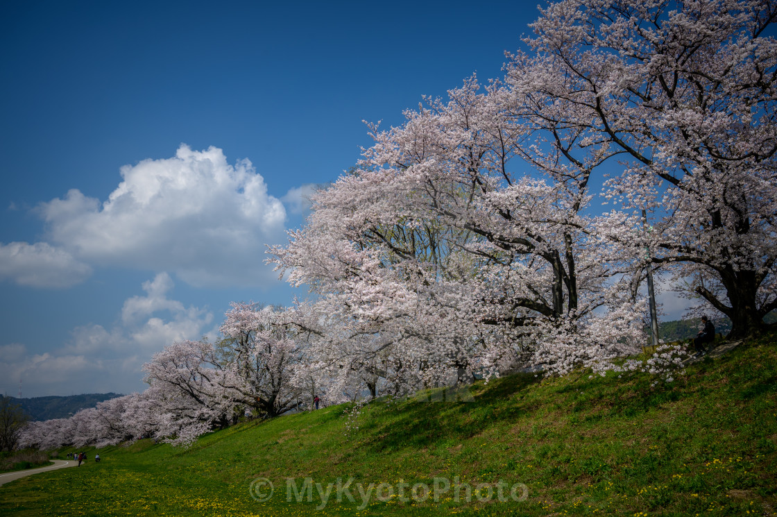 "Cherry blossoms at Sewaritei, Yodo River, Kyoto" stock image