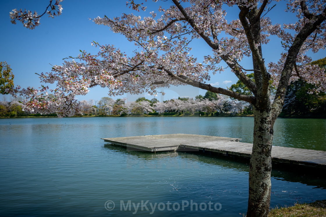 "Daikaku-ji Temple, Arashiyama, Kyoto" stock image