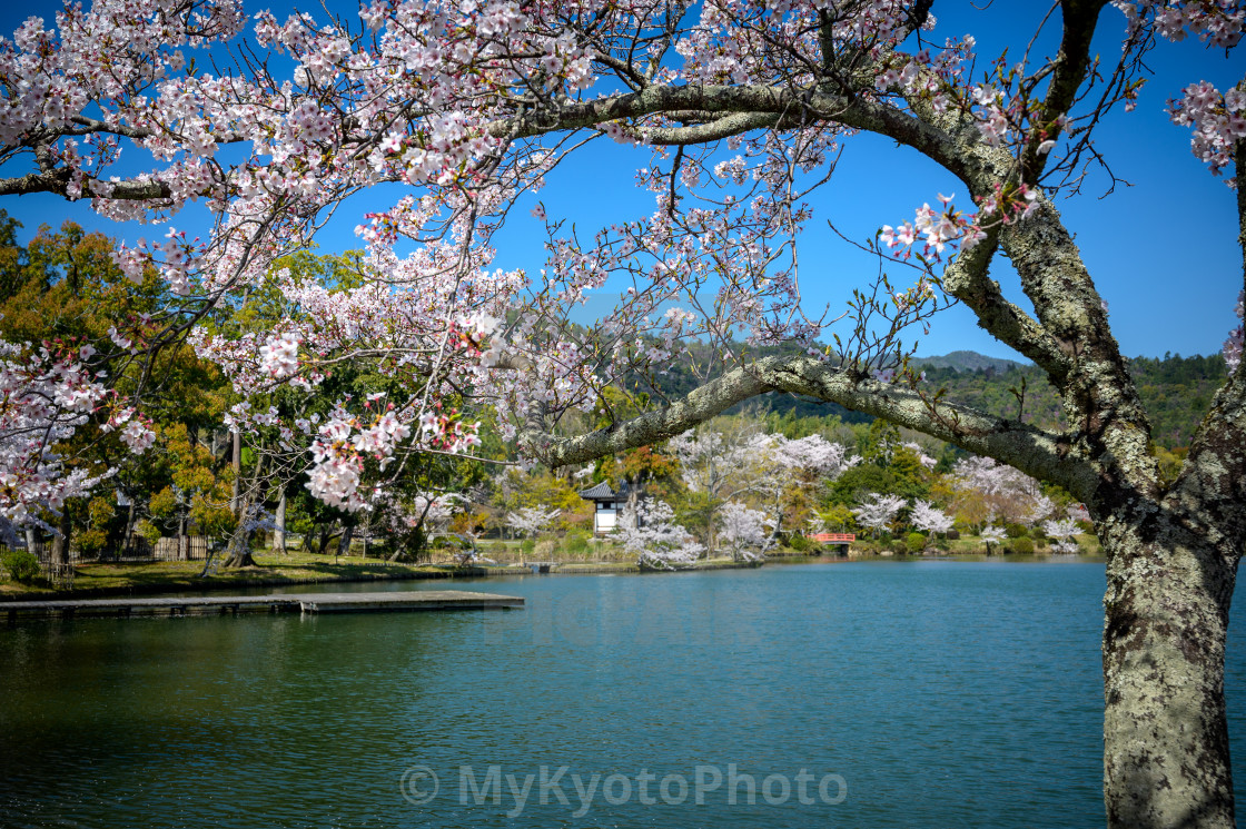 "Daikaku-ji Temple, Arashiyama, Kyoto" stock image