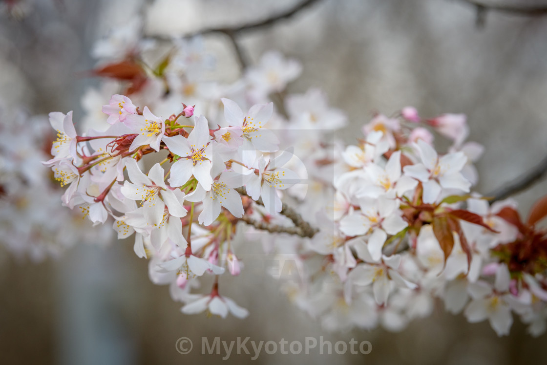 "Cherry blossoms around Hirano Jinja, Kyoto" stock image