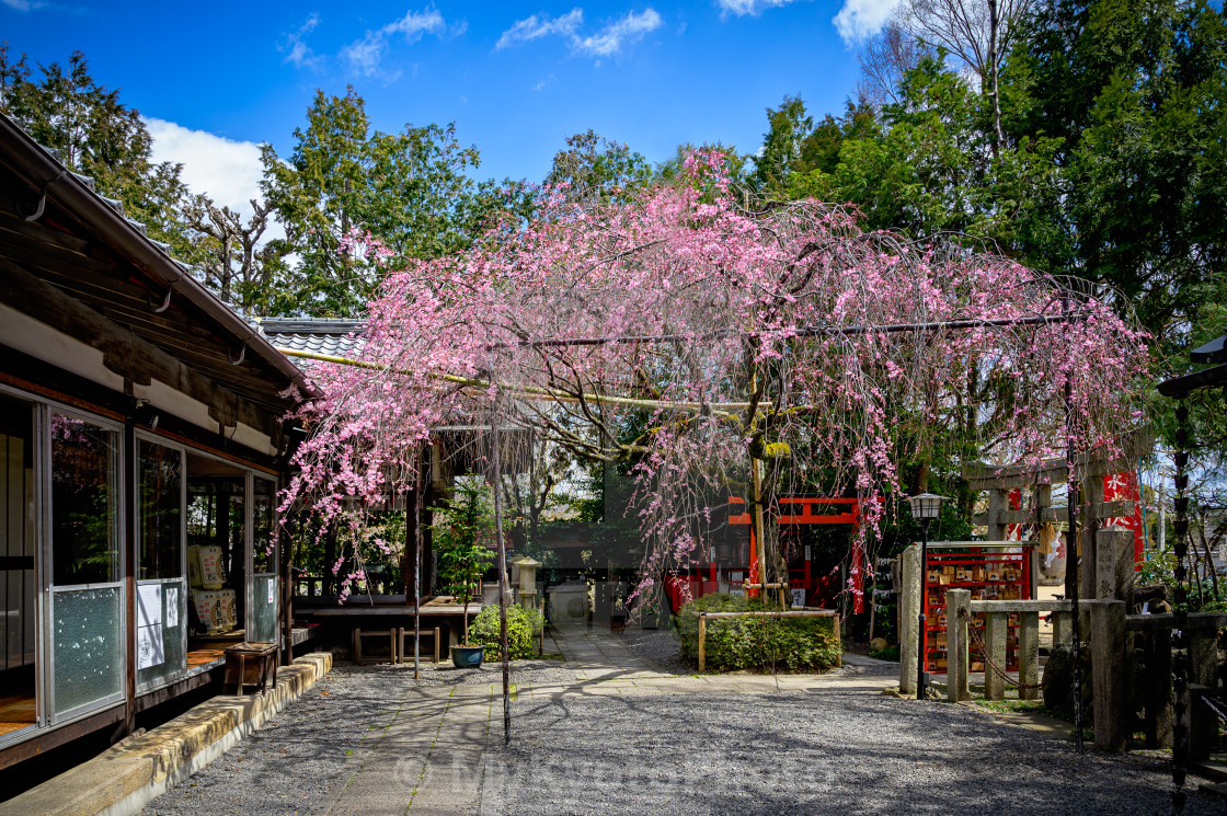 "Cherry blossoms around Suika Tenmangu Kyoto" stock image