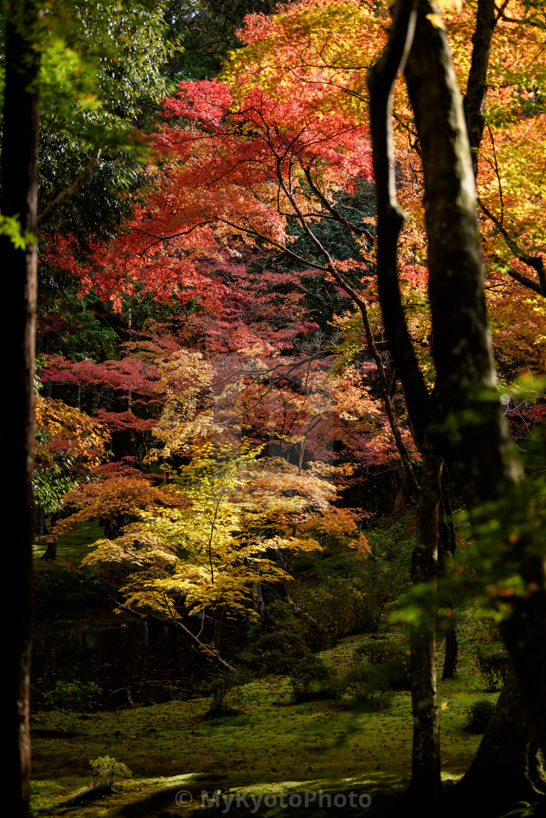 "Fall colors around the garden of the Kokedera (Saiho-ji) Temple, Kyoto" stock image