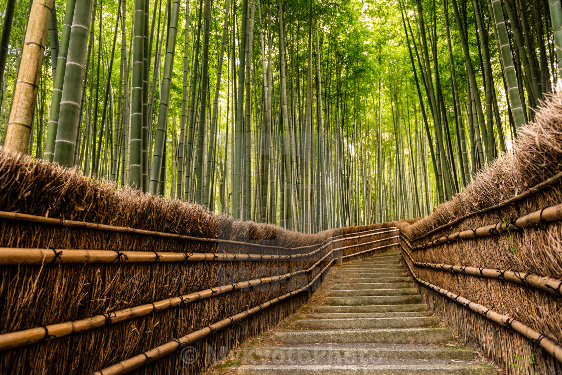 Bamboo Grove License Download Or Print For 12 00 Photos Picfair Bamboo Grove License Download Or Print For 12 00 Photos Picfair