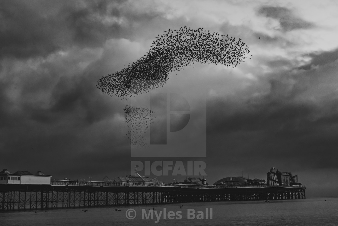 "Starling Murmuration, Dark" stock image