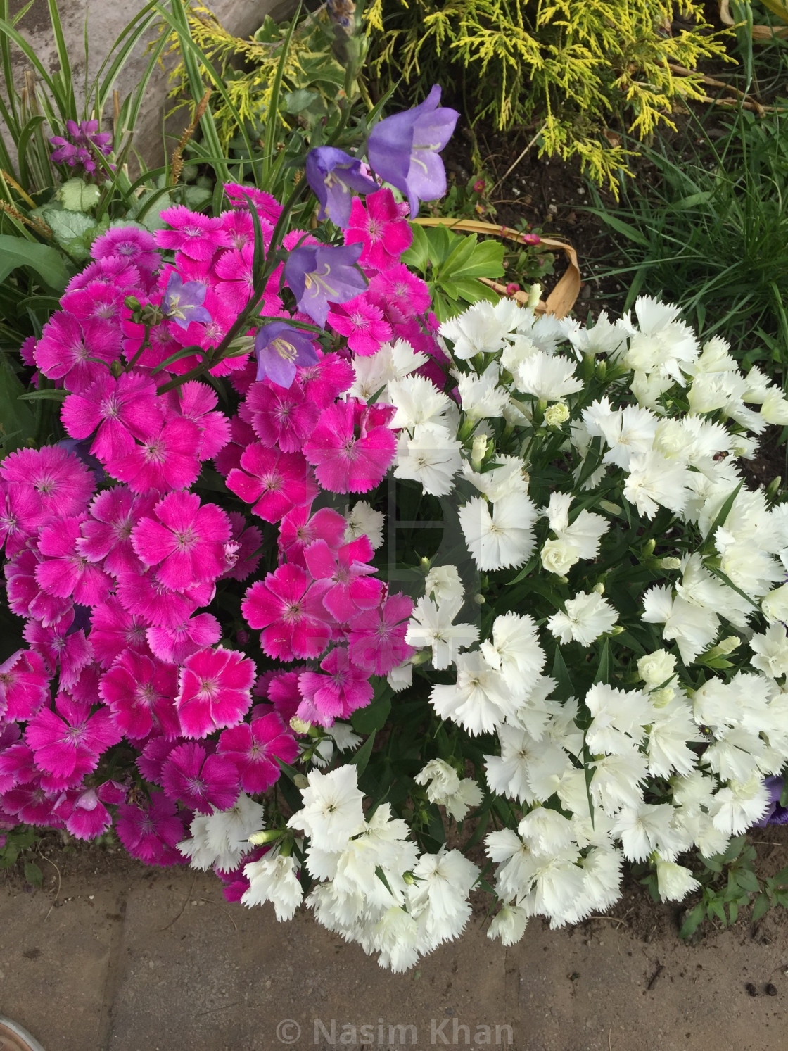 "Bunches of Pink and White Flowers" by Nasim Khan - £12.40 "Bunches of Pink and White Flowers" stock image
