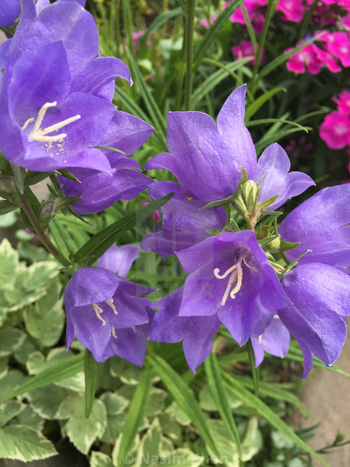 "Purple Flowers with Green Foliage" by Nasim Khan - £12.40 "Purple Flowers with Green Foliage" stock image