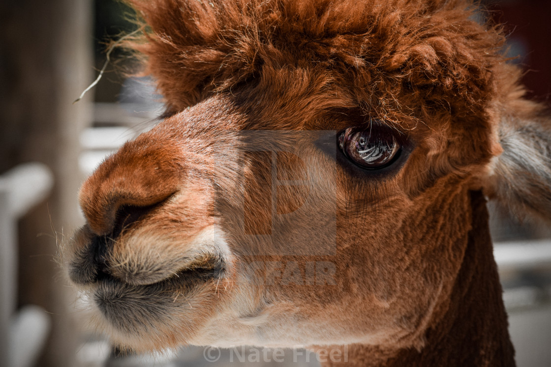 Red-Hair Lama - License, download or print for £ | Photos | Picfair Red-Hair Lama - License, download or print for £ | Photos | Picfair