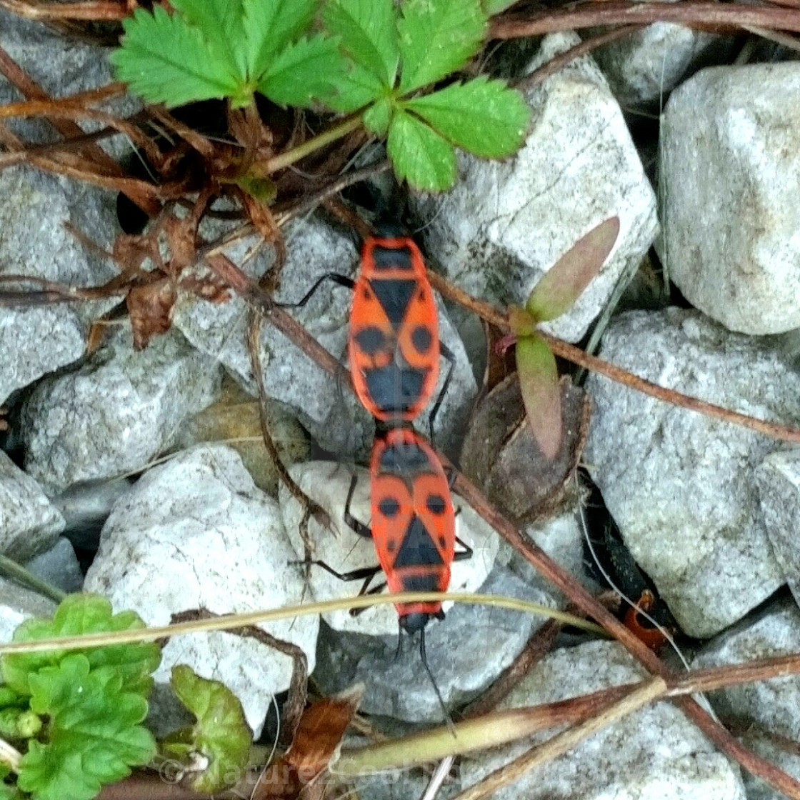 "Ladybugs mating" stock image