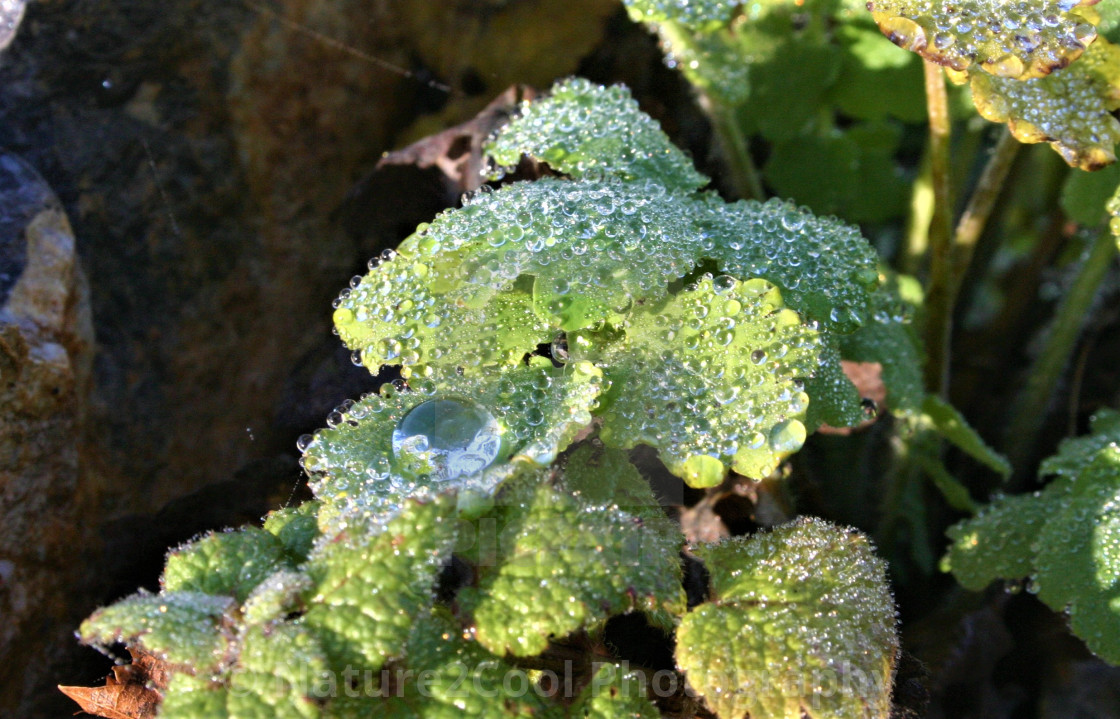 "Water drops sparkle like crytstal" stock image