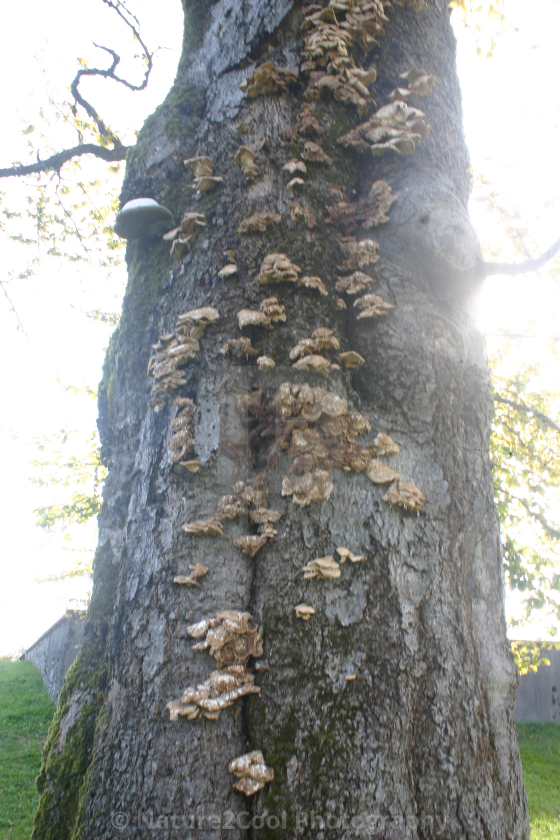 "Mushrooms on a tree" stock image