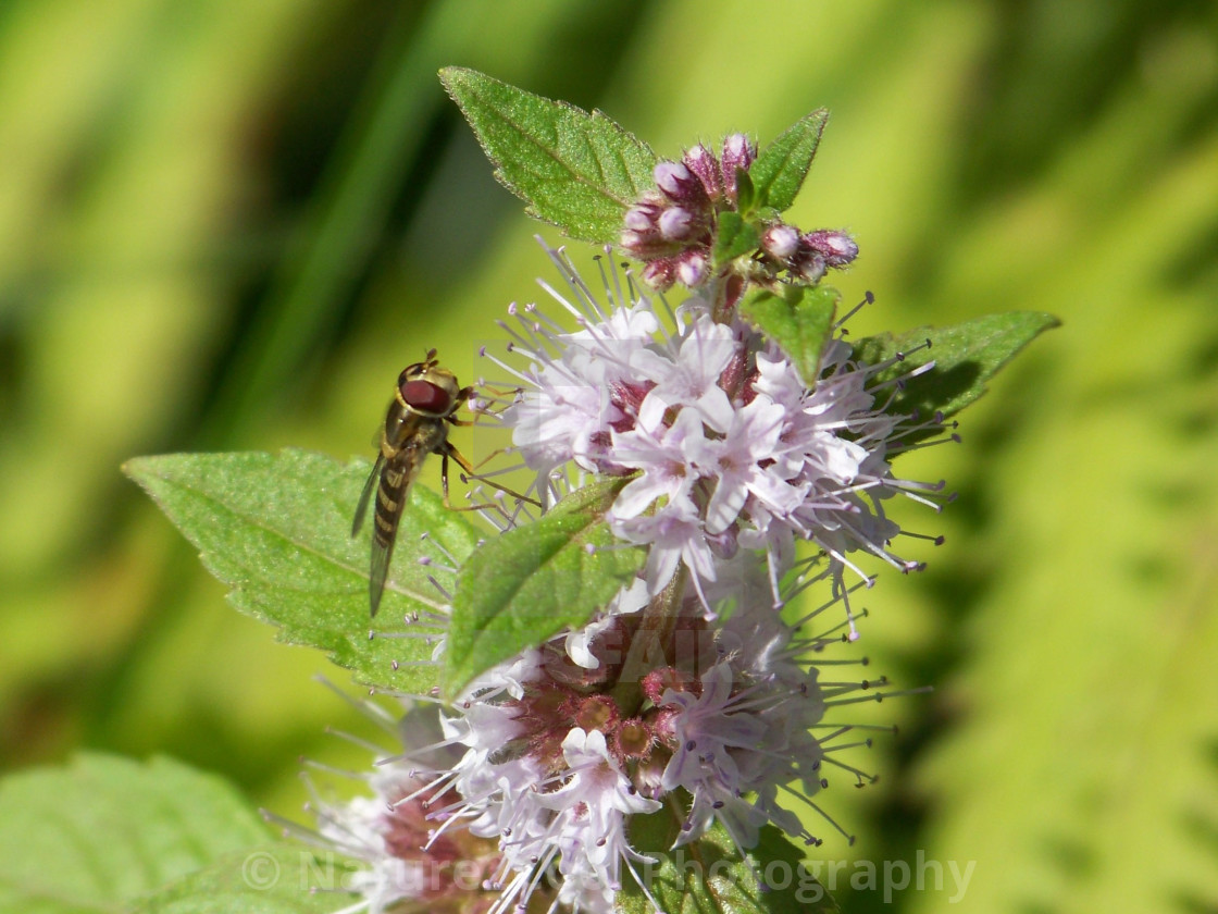 "Blooming peppermint plant" stock image