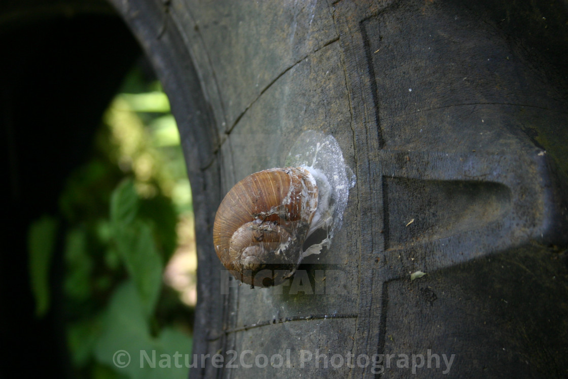 "Snail on tire" stock image