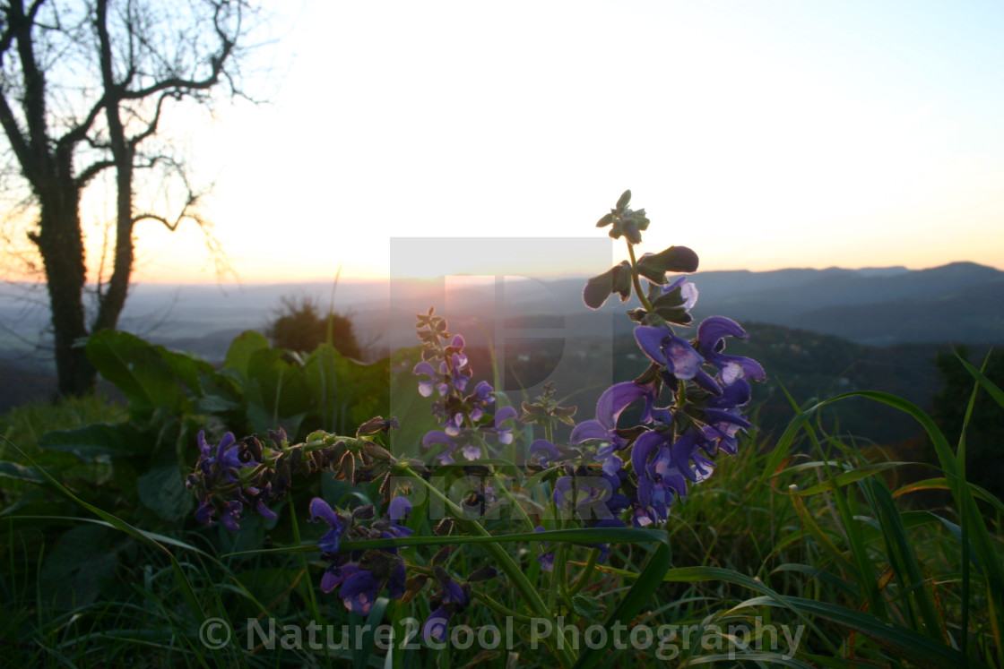 "Evening floral sunset" stock image