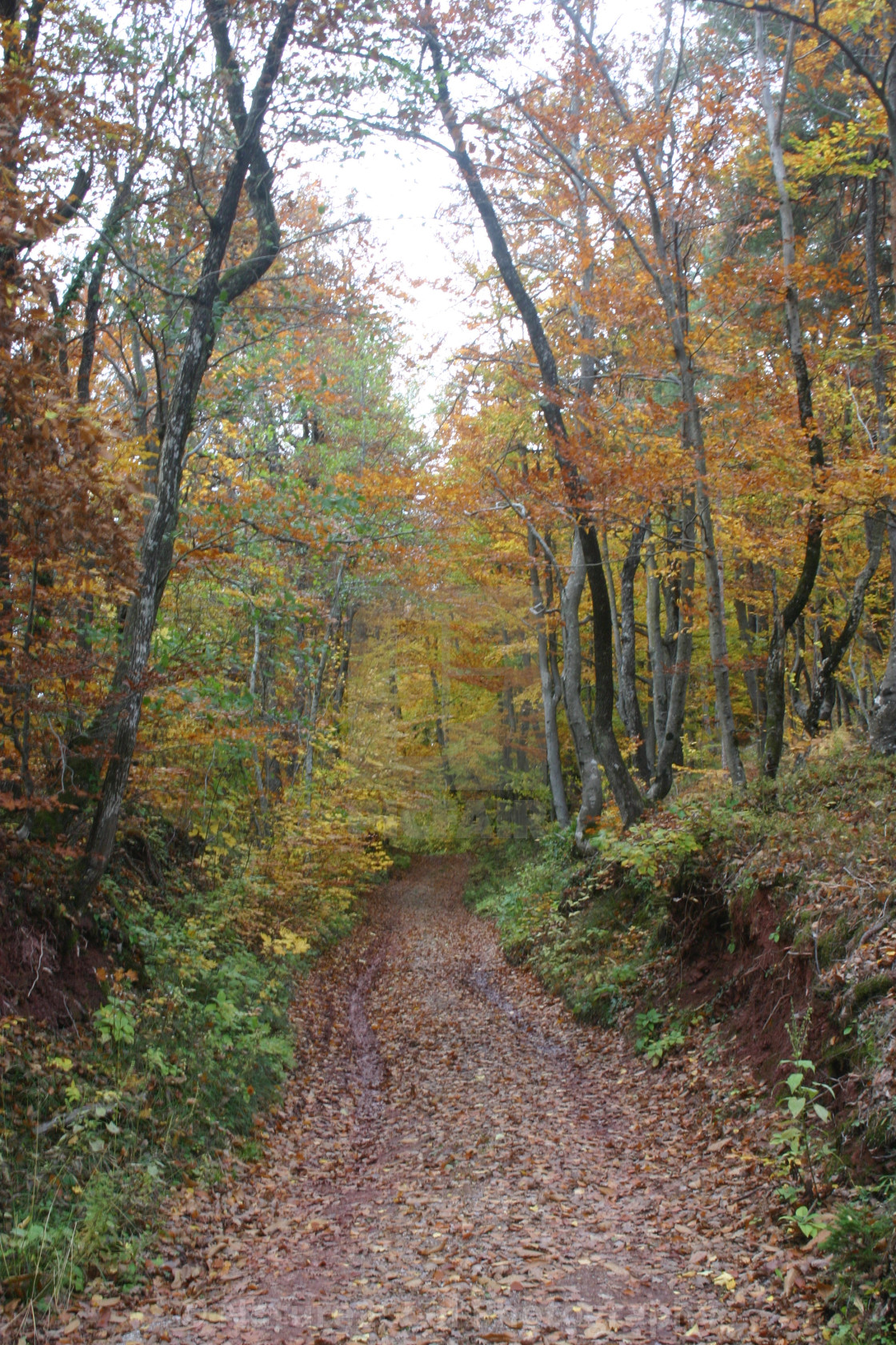 "Forest path" stock image