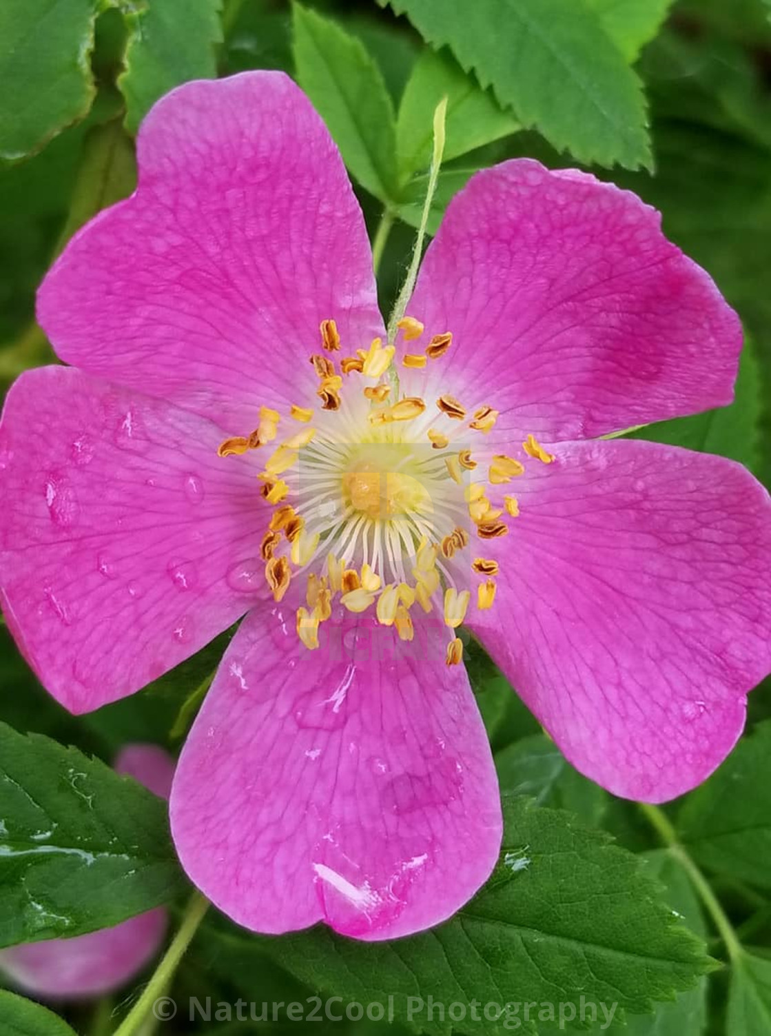 "Summer flower" stock image