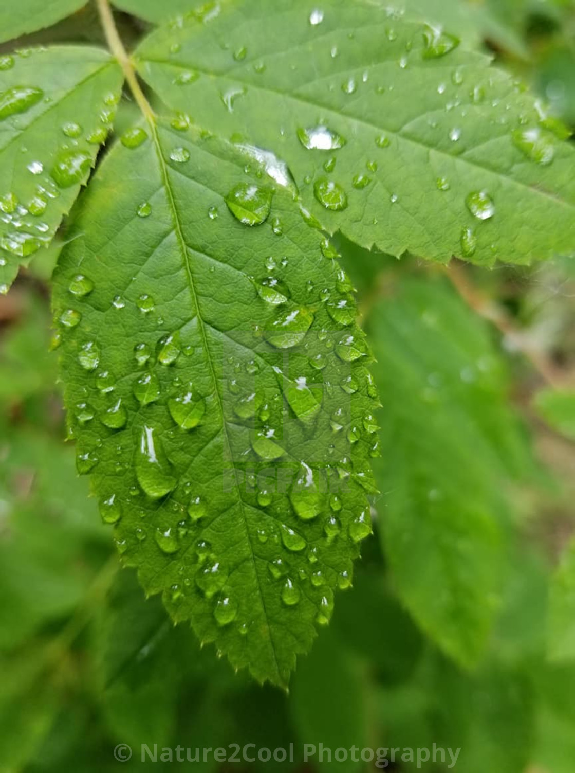 "rain drop on leaves" stock image