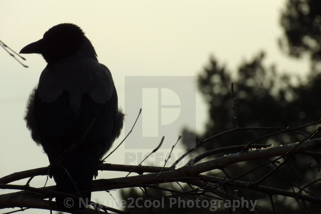 "Sillouette sunset" stock image