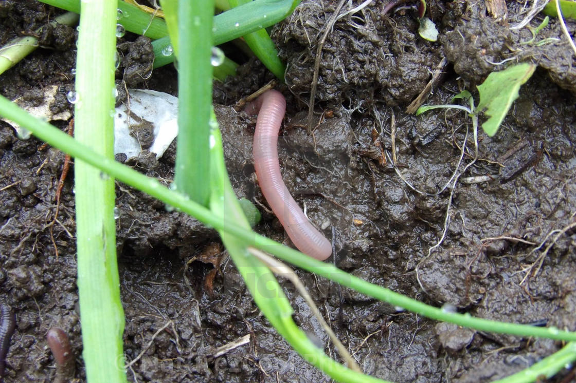 "Worm in onion patch" stock image