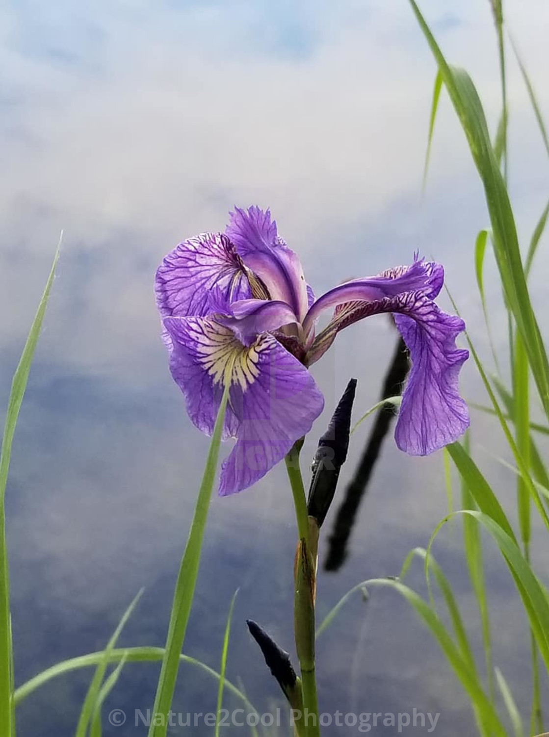 "Wild Iris near lake" stock image