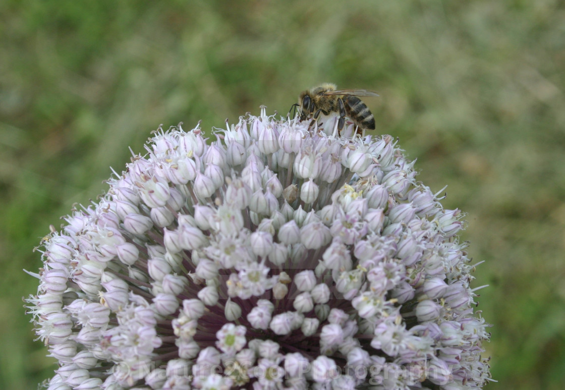 "Bee on a Chive plant" stock image