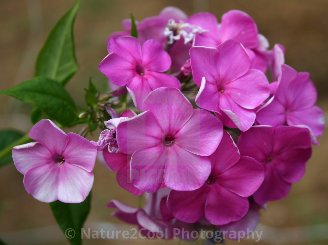 "Pink floral blooms" stock image