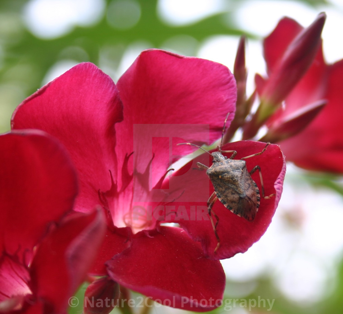 "Insect relaxing at the beach" stock image