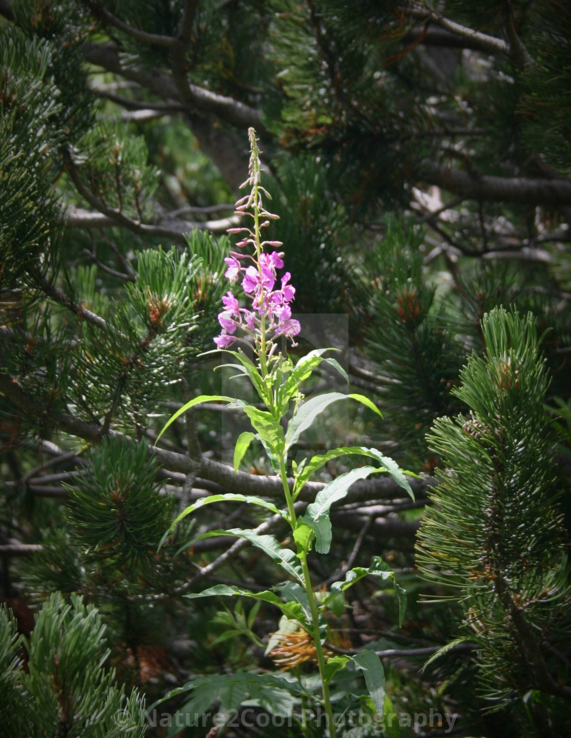 "Alpine fireweed" stock image