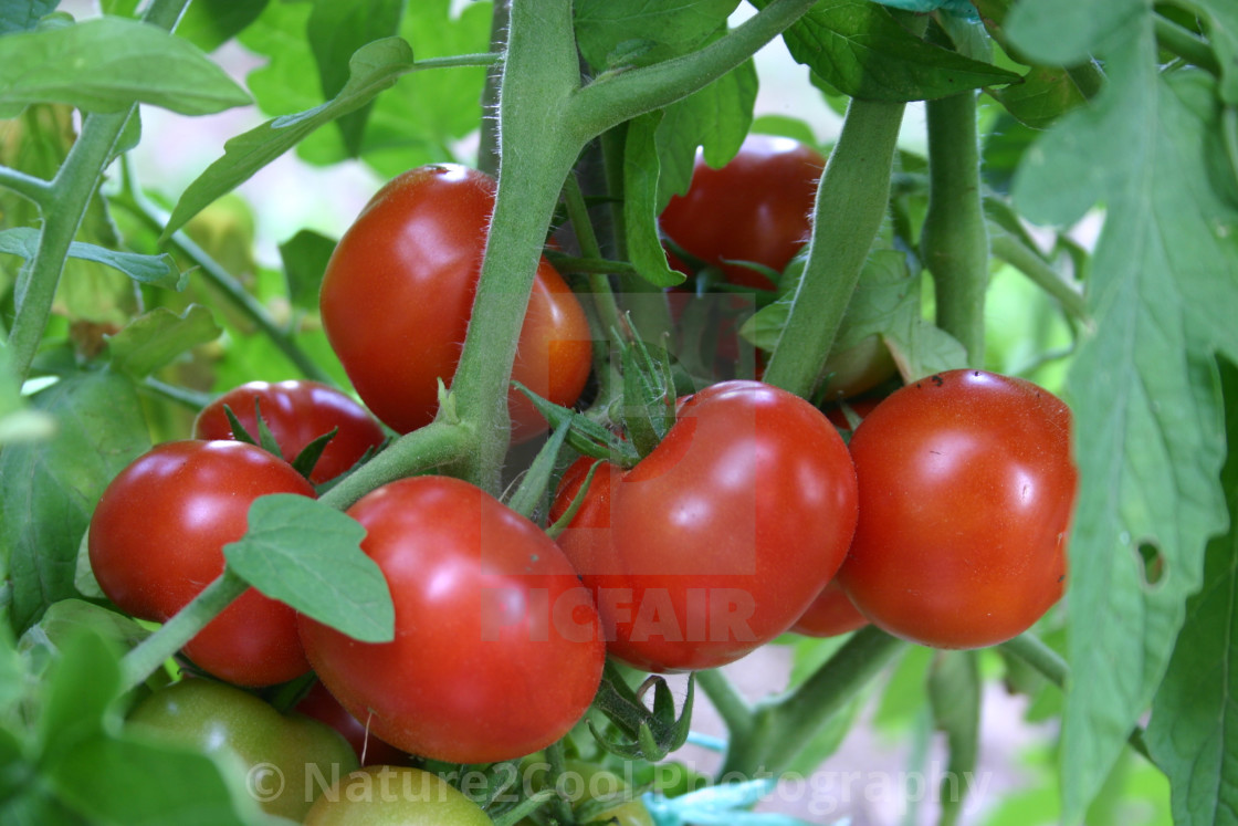 "Ripe summer tomatoes" stock image