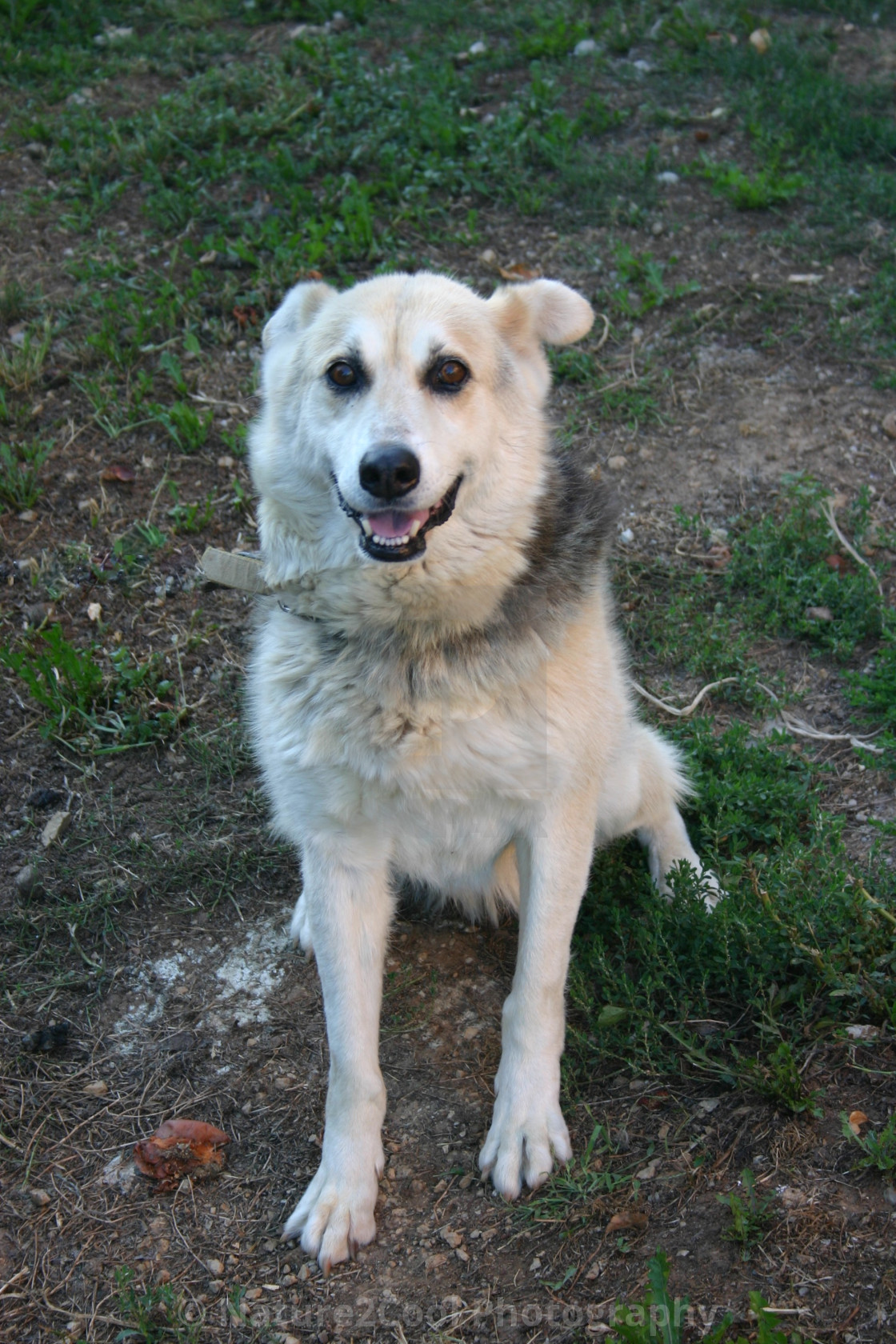 "happy husky dog" stock image