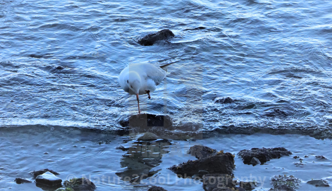 "one legged bird illusion" stock image