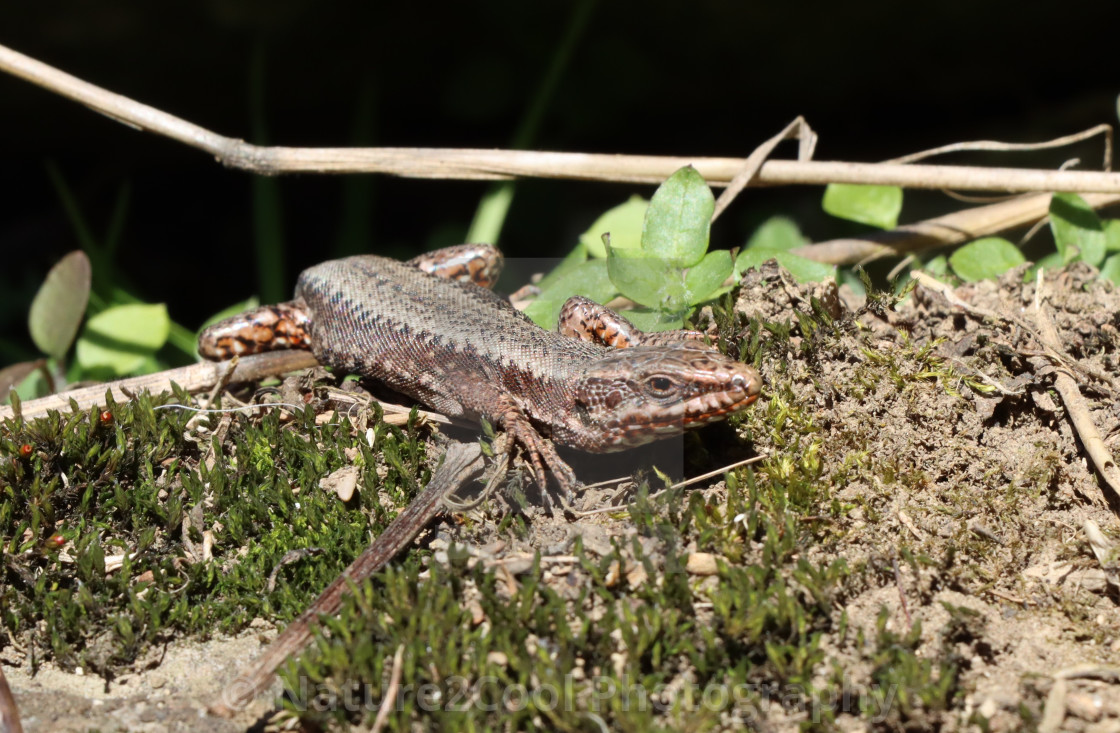 "Spring Lizard" stock image