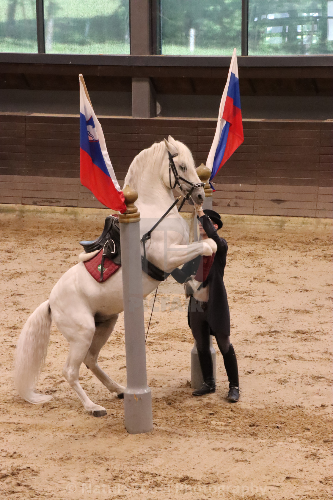 "Lipizzaner horse- famous pose" stock image