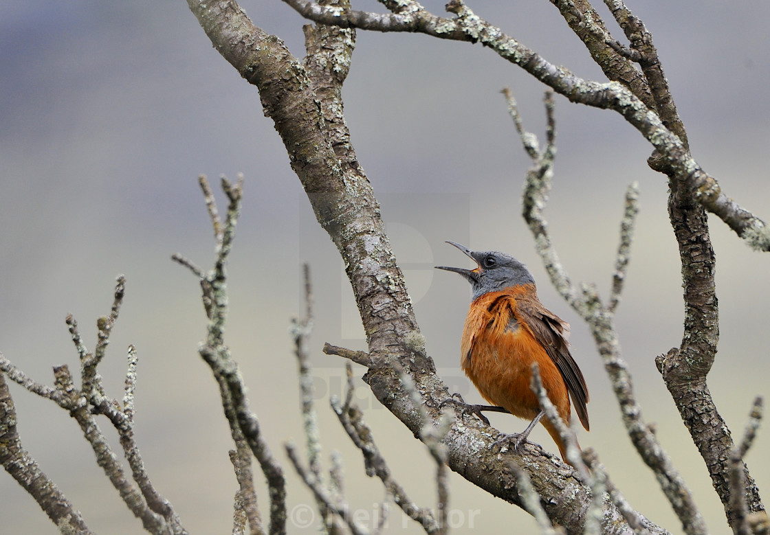 "Cape Rock Thrush" stock image