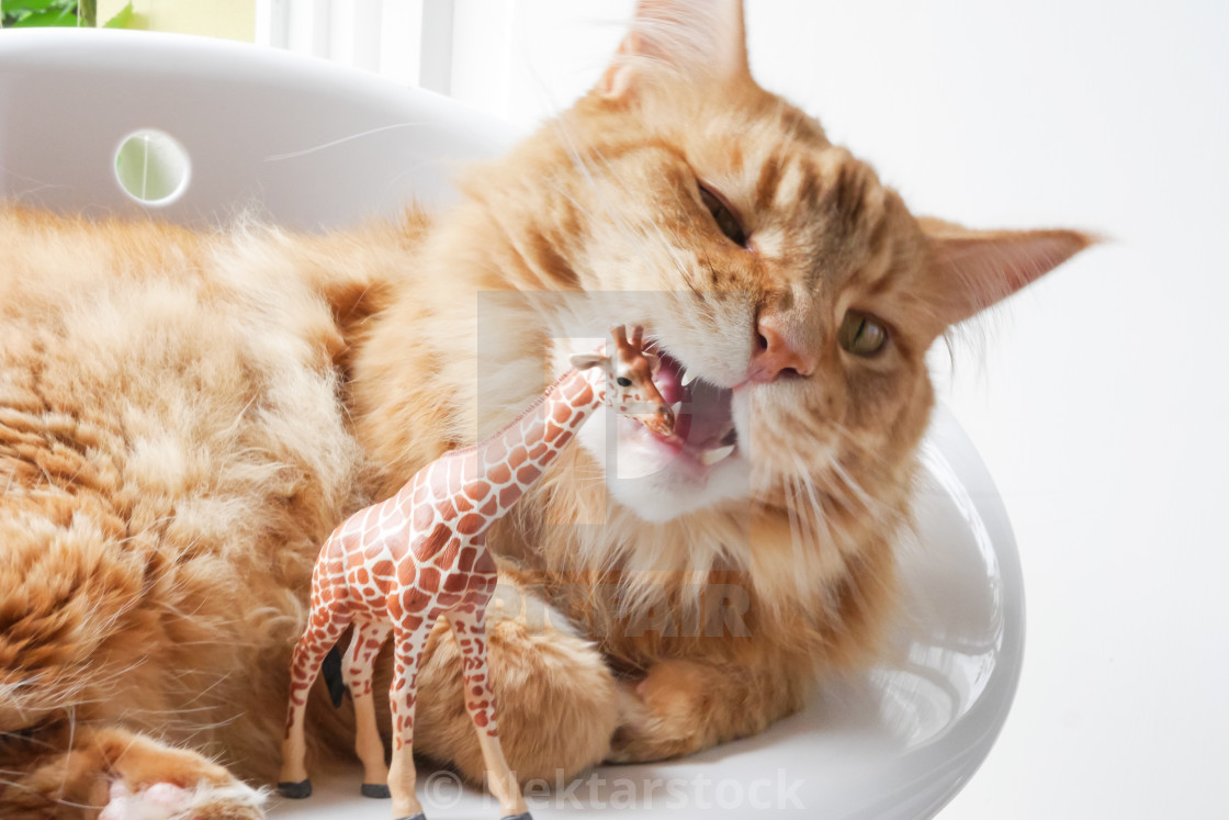 Cat And Plastic Toy Giraffe License Download Or Print For 10 00 Photos Picfair