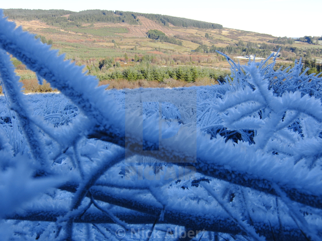 "Frost and forest" stock image