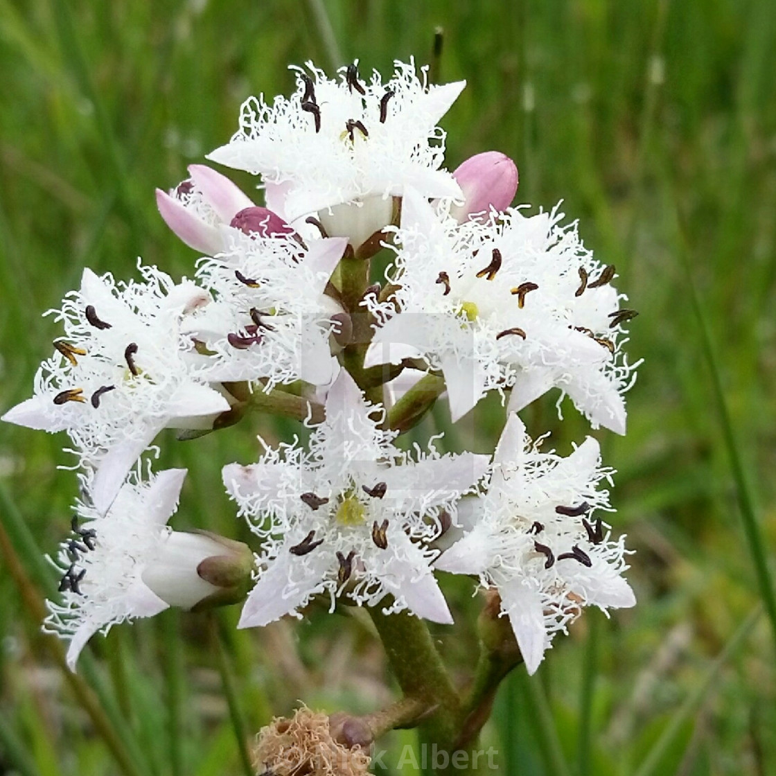 "Bog bean" stock image