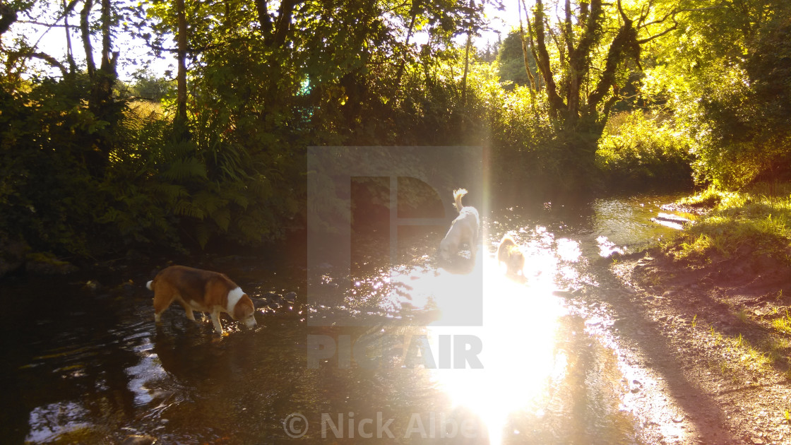 "Dogs playing" stock image