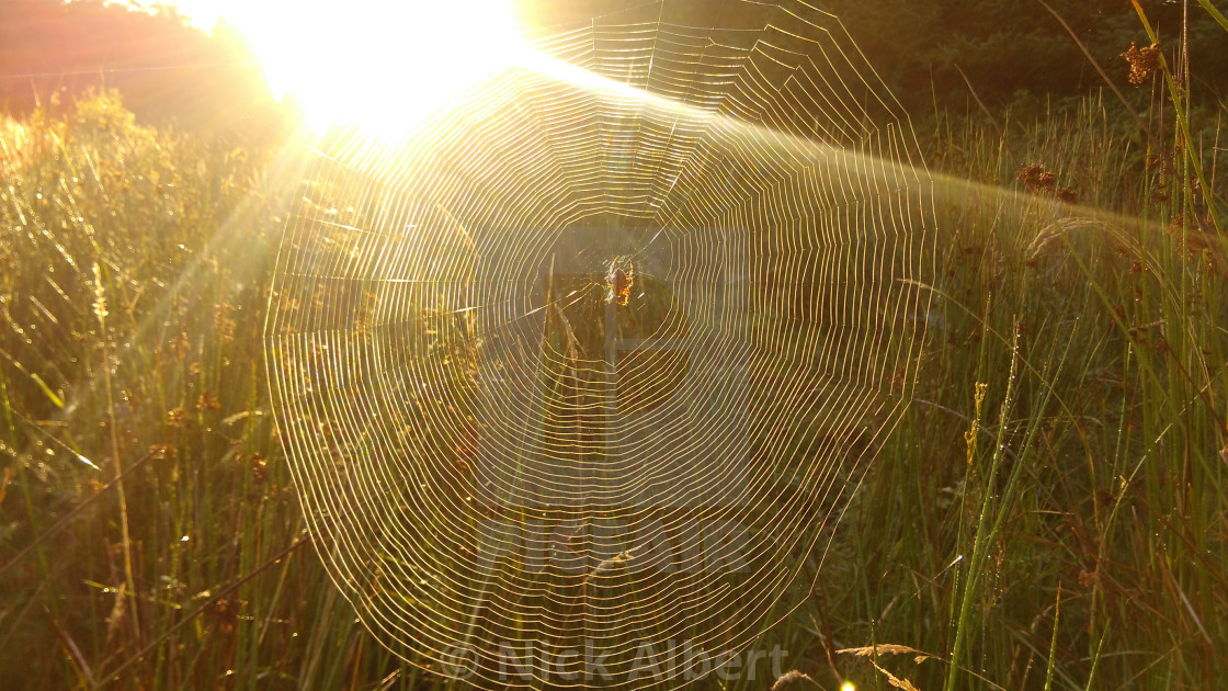 "Cobweb at sunrise" stock image