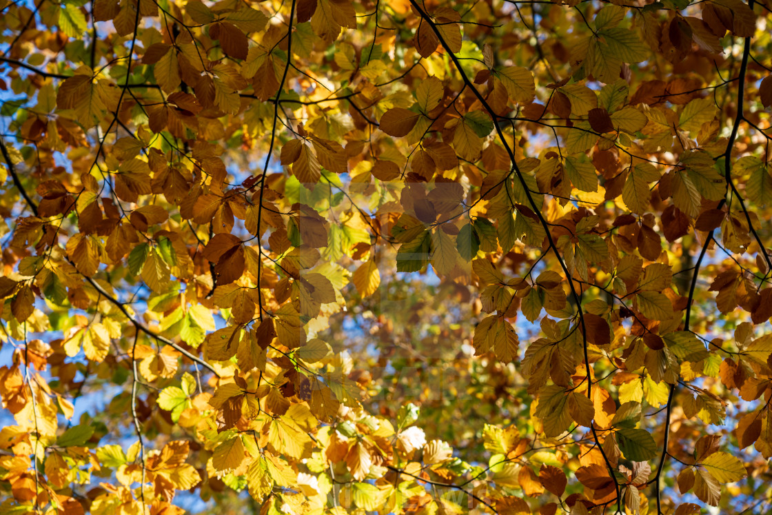 "Looking up at the autumn leaf canopy" by Nick Lewis - $12.20 "Looking up at the autumn leaf canopy" stock image