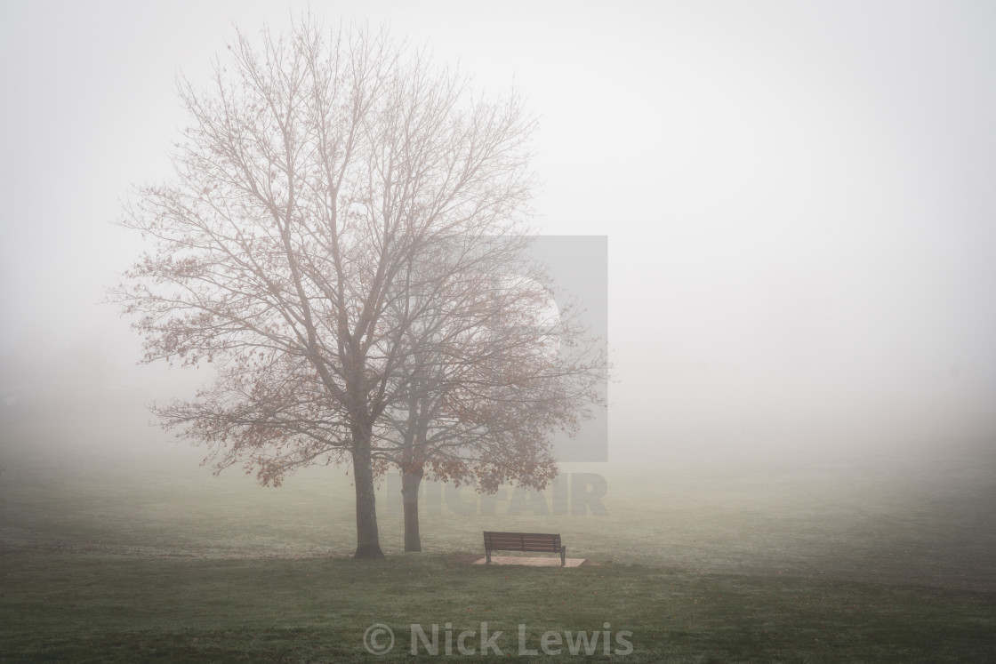 "Lone bare tree. Fog. Park. Cold autumn morning" stock image