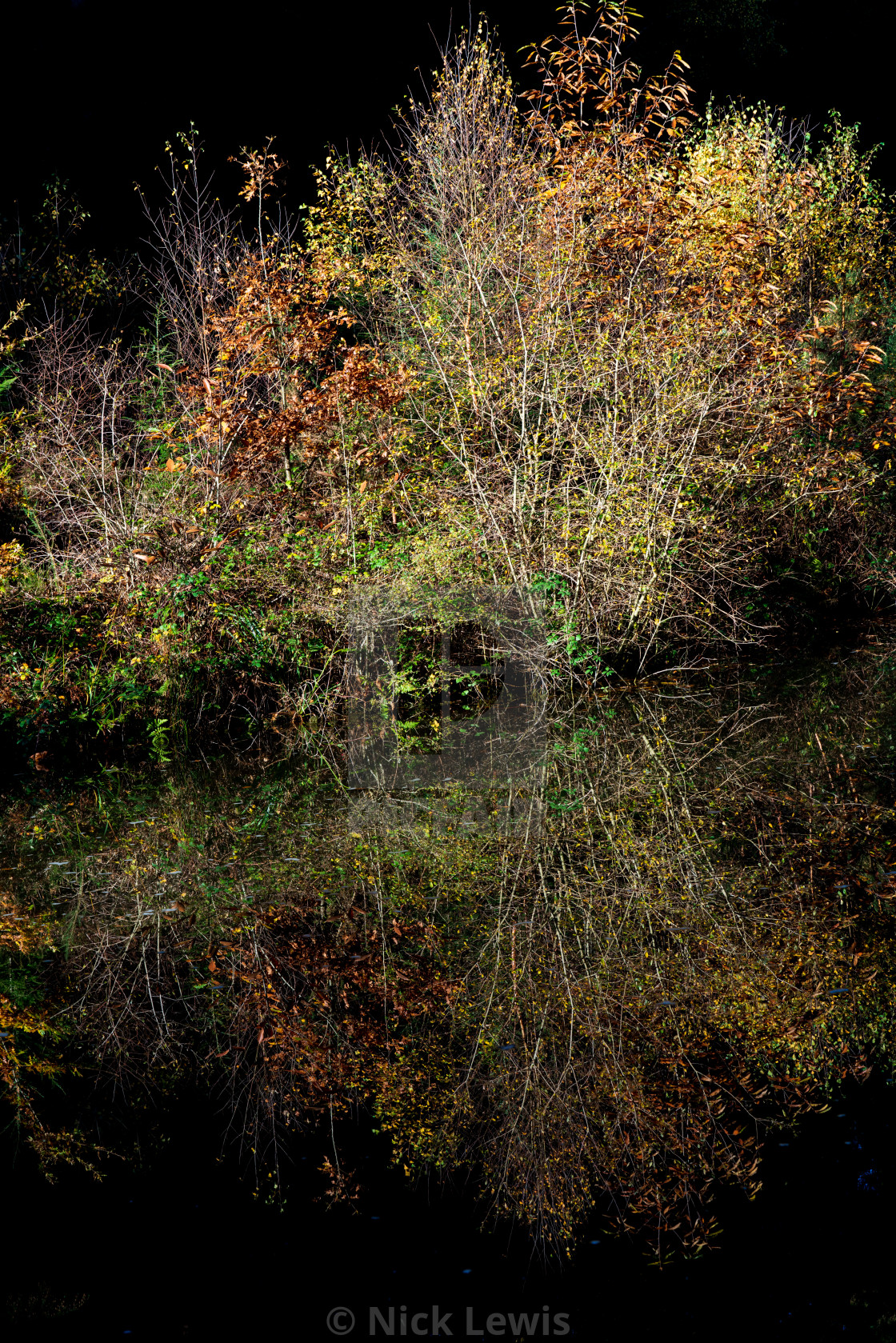 "Wild reflections upon the canal surface" stock image