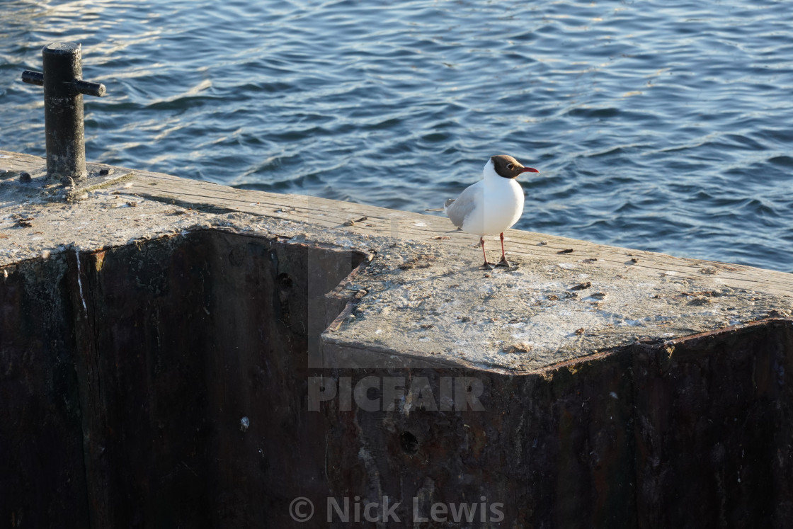 "Black Headed Gull" stock image