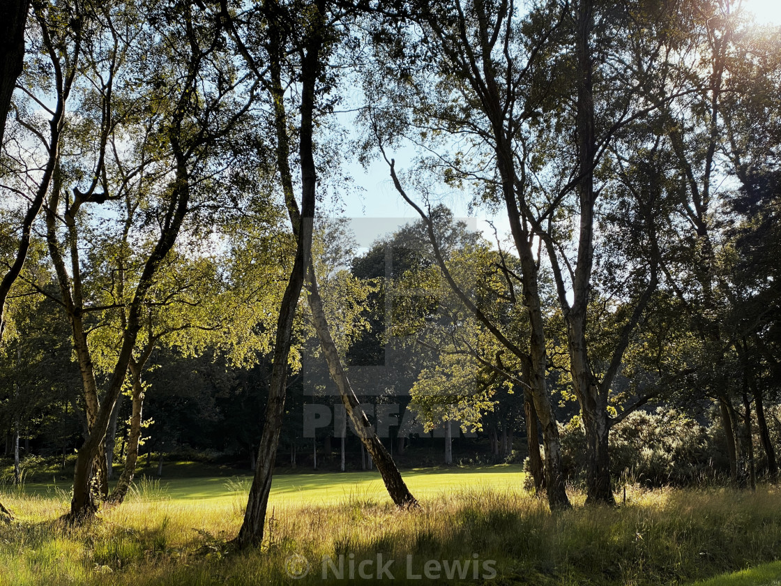 "Silver birches, golf course fairway" stock image