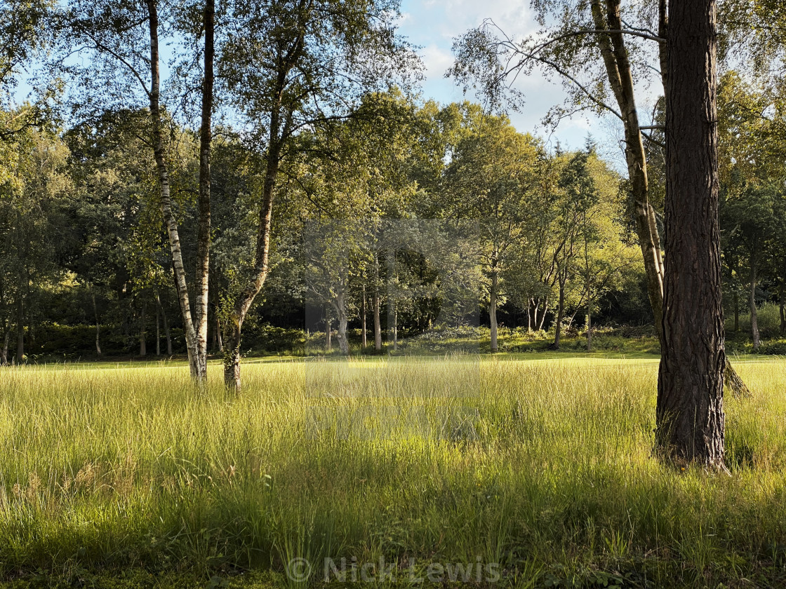 "Silver birches, golf course fairway" stock image