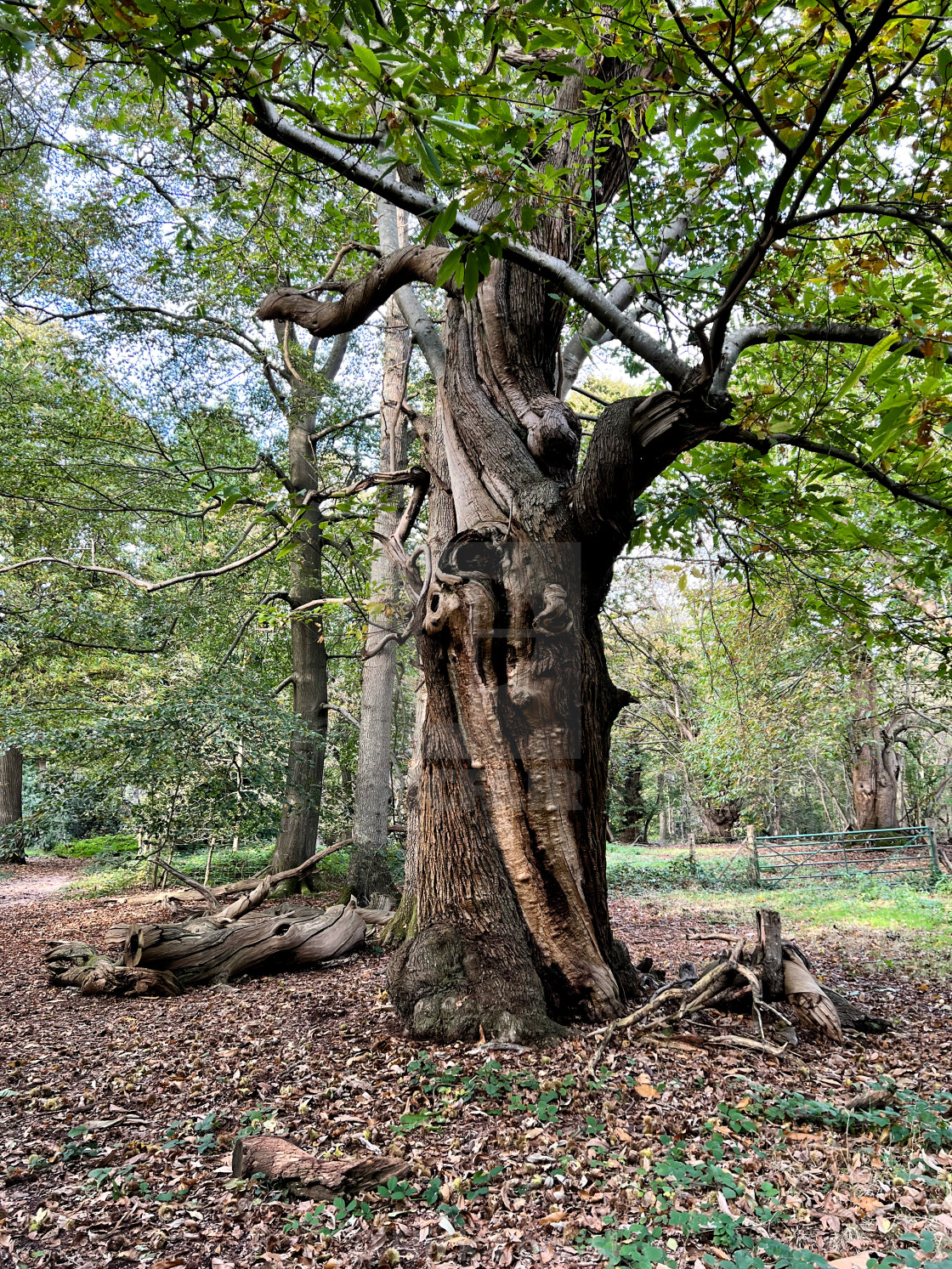 "Albury Park landscape" stock image